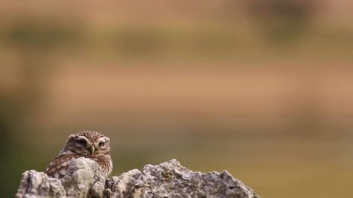 Kleine Eule (Athene noctua) in Montgai, Lleida, Katalonien, Spanien