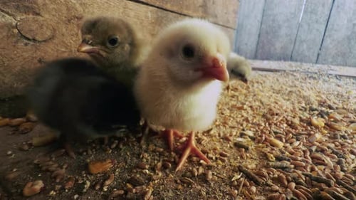Sweet Little Animal Chicks 11