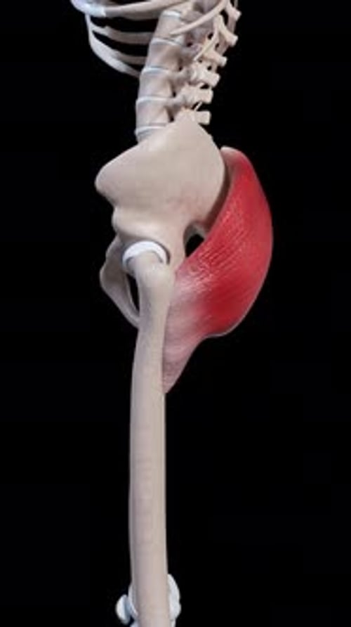 Gluteus Maximus Muscle Movement Side View Vertical Video