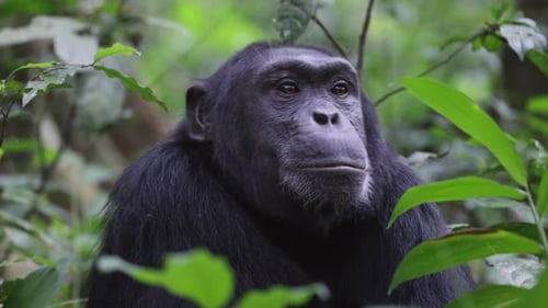 Lone chimpanzee sitting in forest looking around in Uganda, Africa.