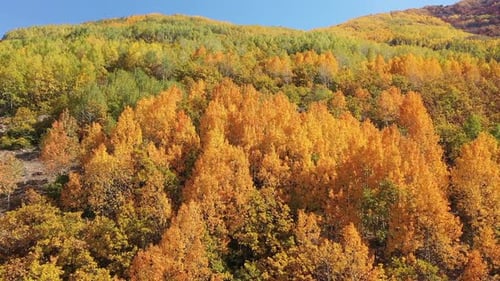 Aerial View Of Colorful Forests On Hills In Autumn