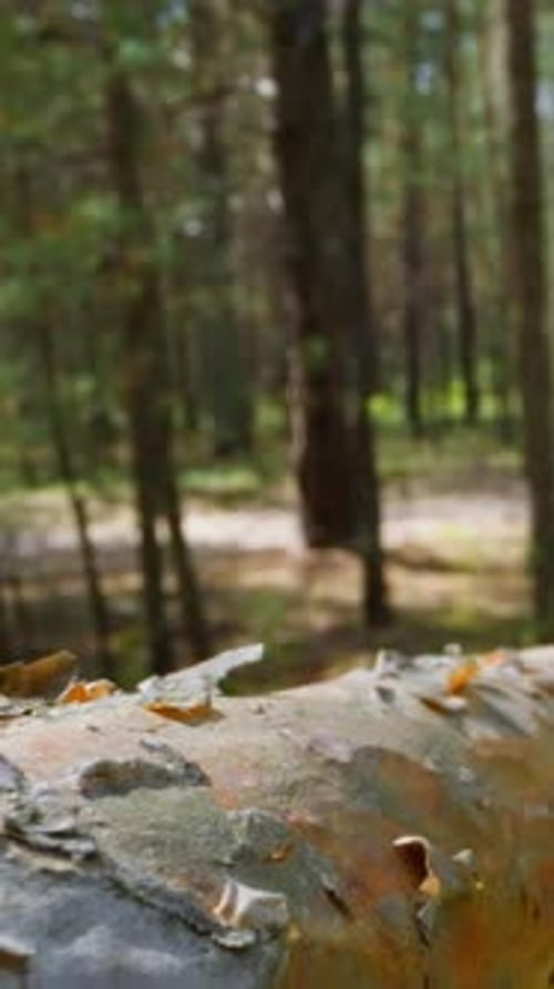 Coniferous Tree Dry Branch in Spring Forest Slow Motion