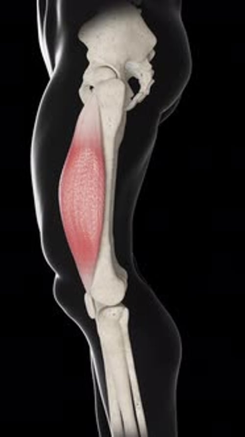 Vastus Lateralis Muscle Movement Side View Vertical Video