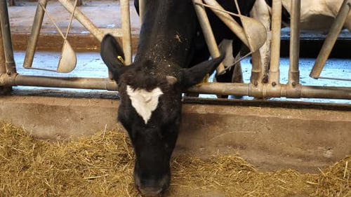 Closeup of Black and White Dairy Cows Standing Behind a Fence in a Cowshed