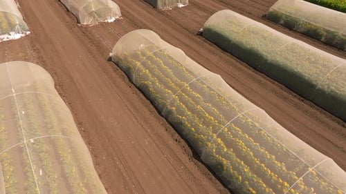 Sunflowers blooming under greenhouse netting, Aerial slow pass