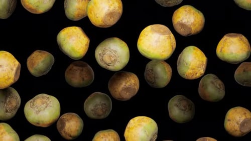 Falling Green and Yellow Turnips Seamless Loop with Alpha