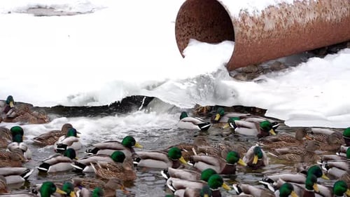 A flock of wild ducks swims in a hole in a frozen city pond