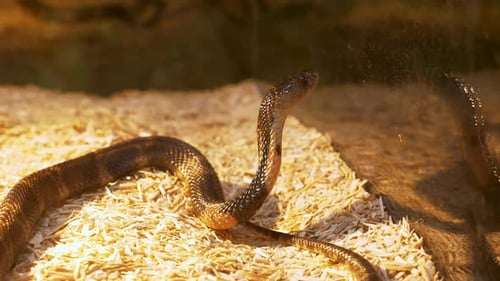 Peering through its glass terrarium, a King Cobra cranes its neck to look out of its cage inside a z