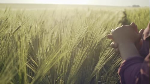 Farmer Touching Rye Blades at His Field