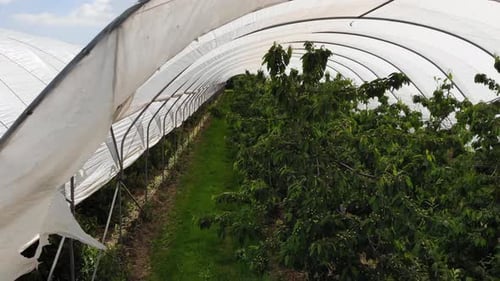 Aerial View of Trees in a Covered Orchard