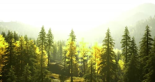 Lush Green Forest During Golden Hour Showcasing Autumn Foliage