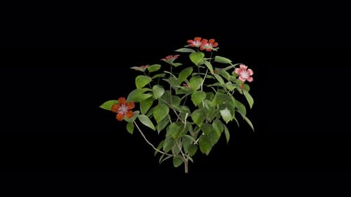 Hibiscus plant swaying in summer wind, realistic animation
