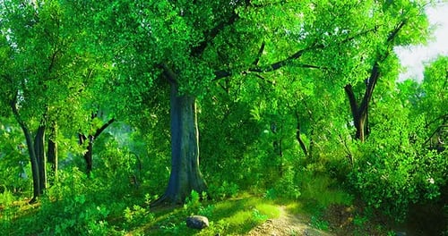 Exploring a Vibrant Forest Filled with Lush Greenery and Sunlight