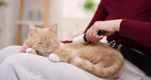Woman brushes ginger cat on her lap