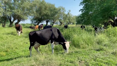 Milk Cow Grazing Farm Cattle Grazing in Field Close Up of Dairy Cow Eating Grass in Field Cattle Cow