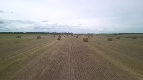 Yellow field with harvested wheat and hay bales. Aerial view of the field with square bales