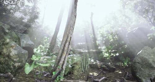 Sunlight Filters Through Trees in a Lush Forest in the Early Morning
