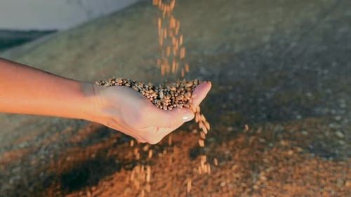 Hands Pouring Wheat Grains in Golden Hour Light Loseup of Wheat Grains Flowing Through Hands