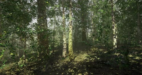 Forêt verte luxuriante avec de grands arbres et la lumière du soleil filtrant à travers les feuilles