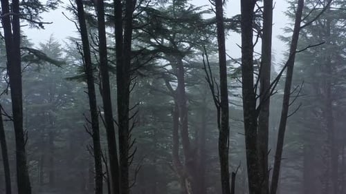 Mysterious Fog Rolling Into a Tranquil Coniferous Forest