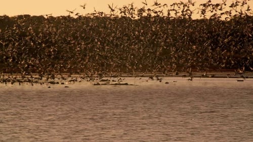 Herrlicher Sonnenuntergang mit vielen Seegänsen, Ile De Ré, Frankreich