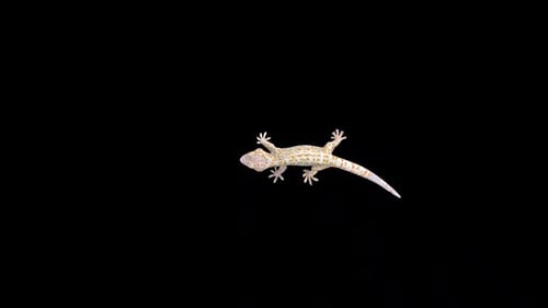 Tokay Gecko Climbing 3