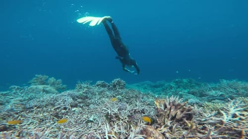 Diver Exploring Tropical Coral Reef with Colorful Fish