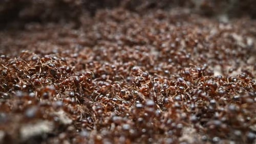 Ant Colony