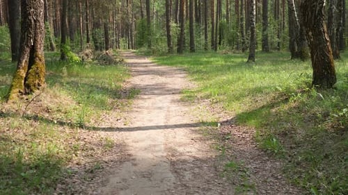 Slow Motion Forest Road Background
