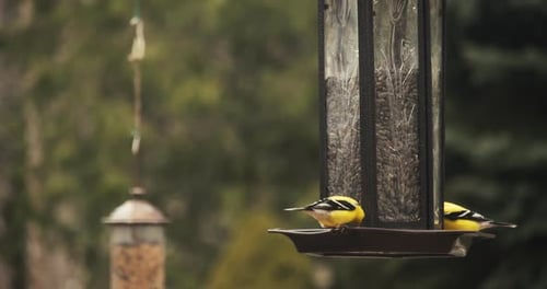 Chardonnerets américains aux couleurs vives perchés sur une mangeoire
