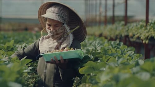 Senior Vietnamese Woman Picking Fresh Strawberry in a Greenhouse