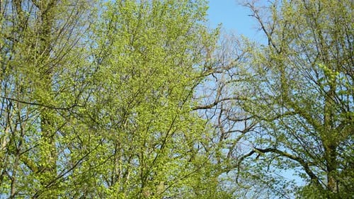 Green Leaves Bloom on the Trees in Spring