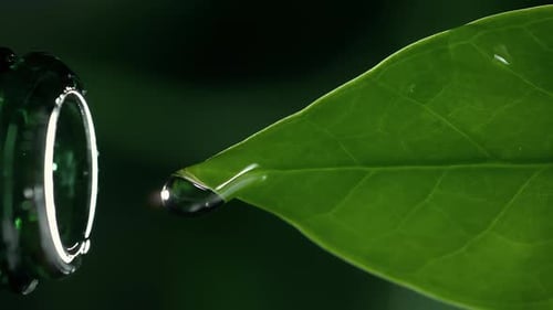 Herbal Essence Extract in Macro Organic Serum Drop Falling Down From a Fresh Leaf to a Bottle