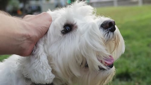 Happy White Dog Petting Outdoors in Daylight