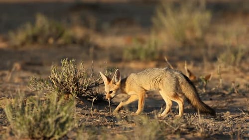 Cape Fox In Natural Habitat, Kalahari Desert