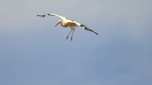 Flying white storks at blue sky during sunset time. Spread wings hunting in the evening. Tracking cl