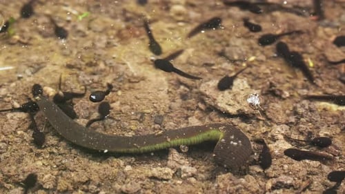 Têtards et sangsues nageant dans un lac