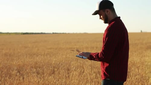 Farmer Using Tablet in Golden Wheat Field