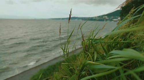 Closeup of Grass Swaying in Wind Against Blurred Background of Waves in Bay and Buildings at Water's