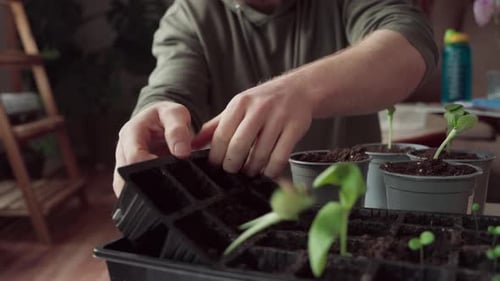 Cropped View Of A Man Planting Seedlings In A Pot. Close-up Shot