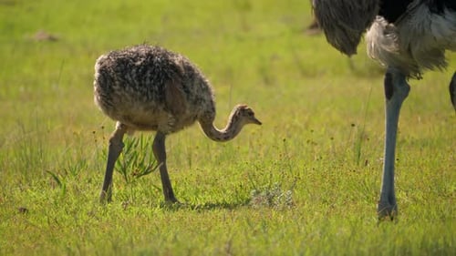 Profilaufnahme eines neugeborenen Straußes, der über das Gras zu seinem Vater geht.