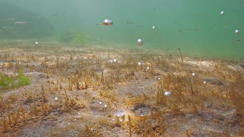 Des algues unicellulaires libèrent des bulles de gaz dans l'eau, un banc de flancs argentés, Atherina nage au-dessus du fond marin