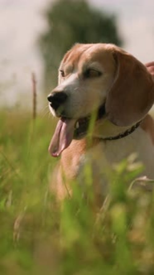 Pet Lover Kneeling in Grassy Field Holding Dog's Leash with Dog Looking Intently