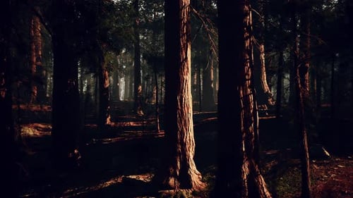 Majestic Sequoia Forest Bathed in Golden Light During Early Morning Hours