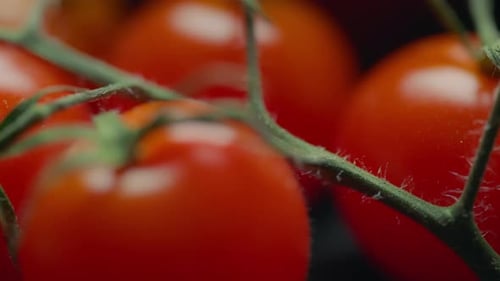 Close up of red cherry tomatoes. Nutrition and healthy diet concept