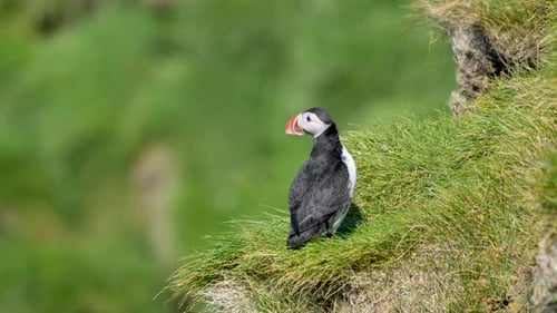Puffin at Nest Entrance on Westman Islands Iceland Hill.