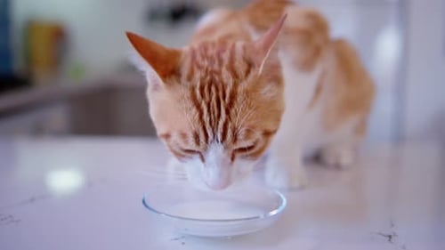 A Pet Ginger Cat Drinks Milk From a Saucer Close Up
