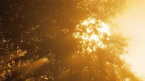 Les rayons de soleil radieux de l'aube mystique percent le brouillard enchanteur de la forêt
