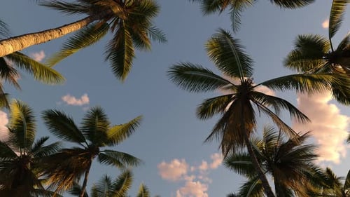 Tropical landscape with palm trees, sky and sea.