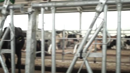 Cows on a diary farm eating. Cattle of cows